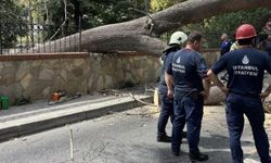 Etrafı betonlaştırılan ağaçlara yazık oluyor