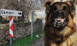 Köpek kuduz çıktı, giriş çıkışlar yasaklandı