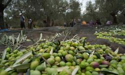 Marmarabirlik, zeytin üreticisinin alacaklarını ödeyecek