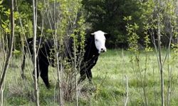 Kaybolan düveyi dron buldu