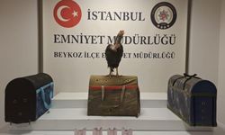 Horoz dövüştürenlere baskın