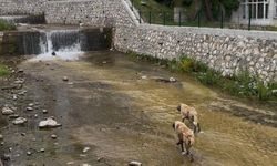 Dereye düşen köpekleri bakın kim kurtardı?