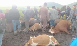 Danalara yıldırım çarptı!
