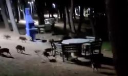 Domuz sürüsü piknik alanını bastı!