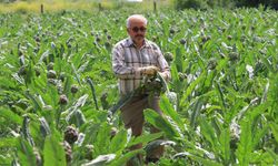 Enginar Bursa'da çiftçinin yüzünü güldürdü