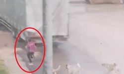 Köpeklerden canını zor kurtardı
