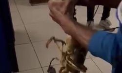 Böylesi ilk defa yakalandı, balıkçılar şaşırdı