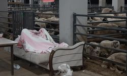 Kurbanlıklarla birlikte yatıyorlar