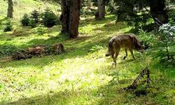 Avcı, fotokapana yakalandı