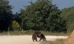 Güreş ediyorlardı, yamaçtan yuvarlandılar