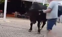 Boğa adamı havaya fırlattı!