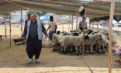 Kurban fiyatları geriledi!