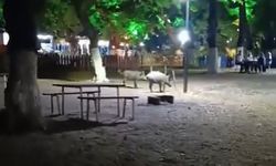 Bursa'da aç domuzlar parka geldi