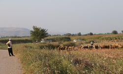 Ekmek parası için mücadele ediyorlar