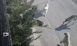 Bursa'da kadına köpekler saldırdı
