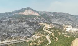 Bursa'da acı manzara, binlercesi yok oldu