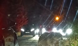 Bursa Uludağ'da ayı safari