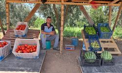 Tanımadığı tarladan sebze meyve topladı, sonra ilginç