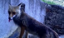Sincap ve tilki su içerken görüntülendi