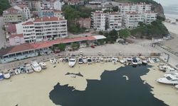 Müsilaj, Gemlik'teki balıkçıları zarara uğrattı