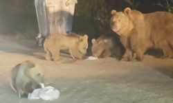 Bursa Uludağ'da ayı safari