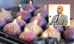 Avrupa'dan Bursa incirine gümrük darbesi