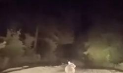 Otomobili gören ayı şaşkına döndü!