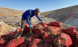 Çöpe dökülen soğanları topladılar