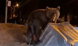 Bursa'da ayılarla tehlikeli oyun!