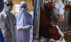 Deli dana hastalığı nasıl bulaşır?