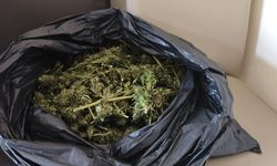 Güvercin kümesinde esrar operasyonu