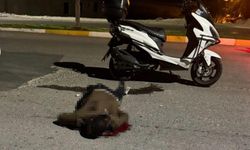 Sırtındaki bıçakla hastane yolunda can verdi!