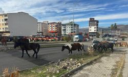 Caddede gezen atlar sürücüleri bıktırdı