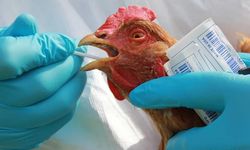 Kuş gribi iddiası, 460 bin tavuk yok edilecek!