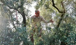 Zeytinin merkezi Mudanya'da hasta başladı