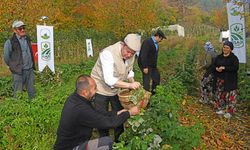 Osmangazi'de organik tarım atağı