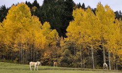 Muhteşem doğasıyla göz kamaştırıyor