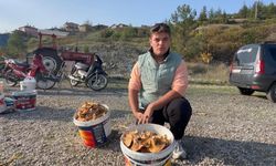 Harçlığını mantar toplayarak kazanıyor