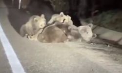 Yol kenarında yavrularını emzirdi