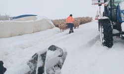 Kar etkili oldu, çadır altında kalan koyunlar öldü