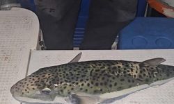 Gemlik'te balon balığı tehlikesi