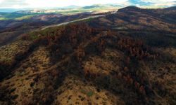 Bursa ormanları çınar, kestane ve defne fidanlarıyla donatılıyor