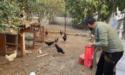 Hırsızlar mavi yumurtlayan tavuklara dadandı!