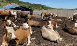 Anahtar Parti'den sert tepki: Hayvancılık yapanlar kaderine terkedildi