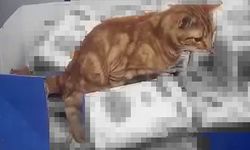 Olacağı buydu, un paketine tuvaletini yaptı!