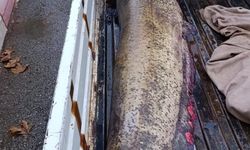 Oltasına takılan balığı görünce şok oldu!