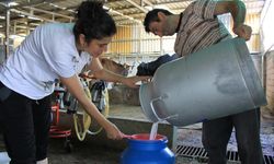 Şap hastalığı hayvancılık yapanları perişan etti!