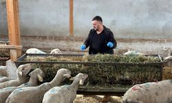 Şap hastalığı hayvanları perişan etti, üretici perişan!