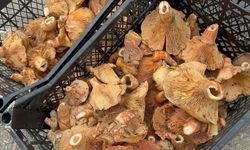 Yağmur yağdı, fiyatı düştü