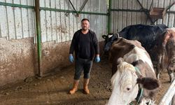 Hayvancılık yapanlara yazık oluyor!